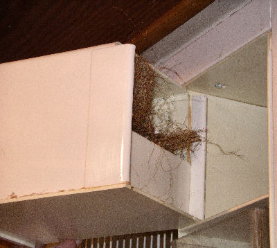 White, plastic, half-fronted nest box in flight cage